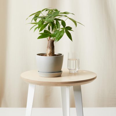 Button Fern2