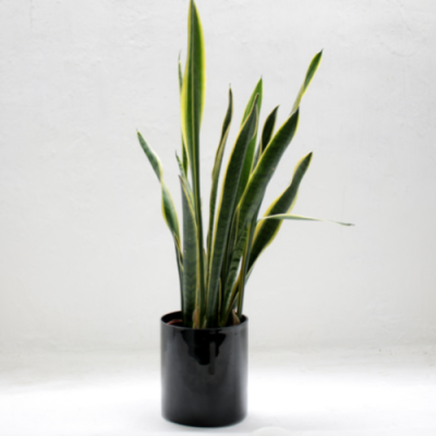 Parma Parlor Palm